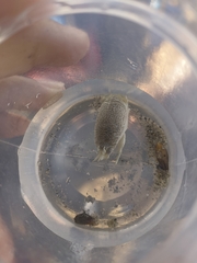 Emerita portoricensis