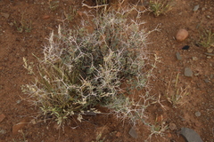 Eberlanzia