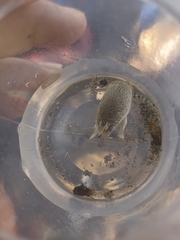 Emerita portoricensis