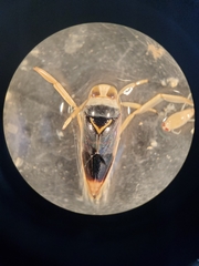 Notonecta unifasciata