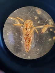 Notonecta unifasciata