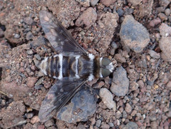 Thyridanthrax indigenus