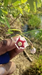 Oxystelma esculentum