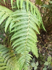 Amauropelta argentina