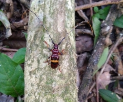 Trachyderes elegans