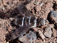 Thyridanthrax indigenus