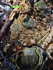 Gymnophiona
