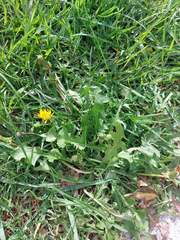Taraxacum multicolorans