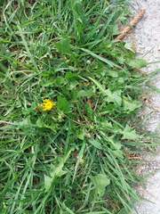 Taraxacum multicolorans
