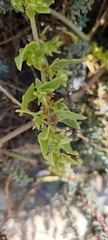 Patellifolia procumbens image