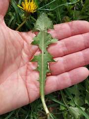 Taraxacum multicolorans