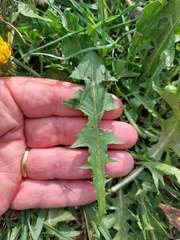 Taraxacum multicolorans