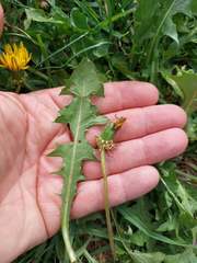 Taraxacum multicolorans
