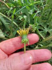 Taraxacum multicolorans