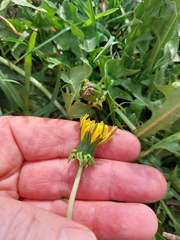 Taraxacum multicolorans