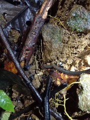 Gymnophiona