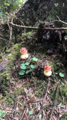 Amanita muscaria