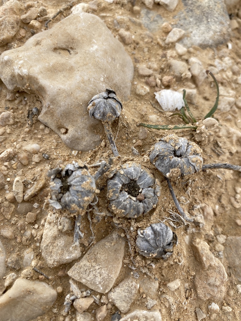 Rose of Jericho
