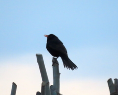 Turdus merula merula