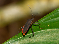 Leptoscelis flaviventris