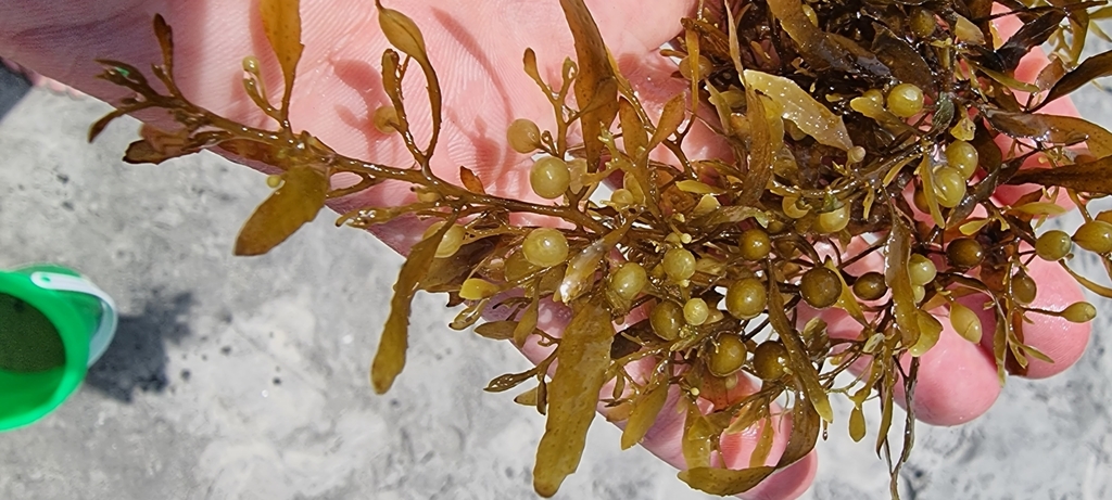 Sargassum from Florianopolis, BR-SC, BR on February 24, 2022 at 01:57 ...