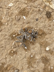 Astragalus tribuloides