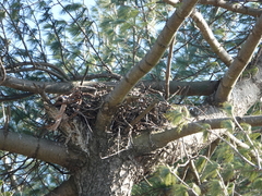 Buteo jamaicensis