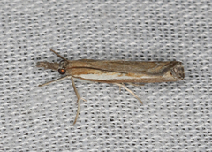 Ptochostola microphaeellus