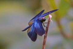 Rhyothemis plutonia