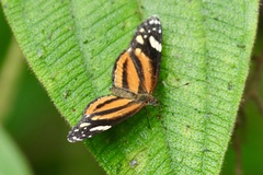 Castilia eranites