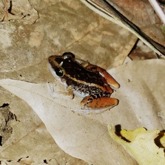 Hispaniolan Red-Rumped Frog photo 5
