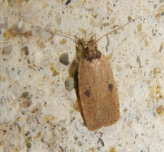 Agonopterix subpropinquella