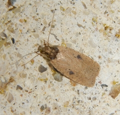 Agonopterix subpropinquella