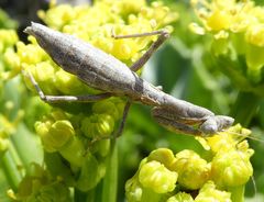 Pseudoyersinia subaptera