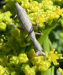 Pseudoyersinia subaptera