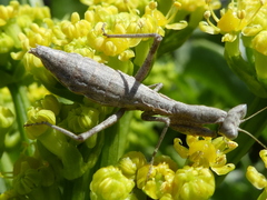 Pseudoyersinia subaptera