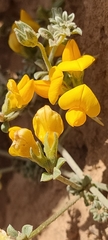 Lotus kunkelii