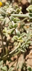 Lotus kunkelii