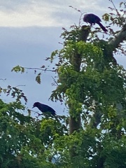 Cyanocorax caeruleus