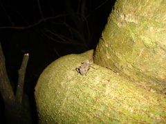 Hadramphus spinipennis