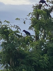 Cyanocorax caeruleus