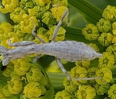 Pseudoyersinia subaptera