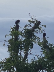 Cyanocorax caeruleus