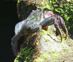 Grapsus adscensionis