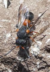 Leptochilus cruentatus