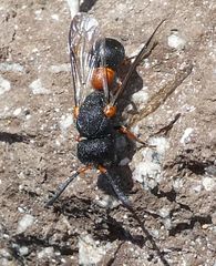 Leptochilus cruentatus