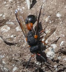 Leptochilus cruentatus