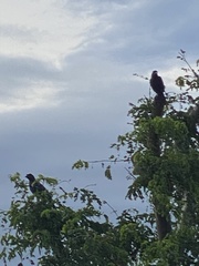 Cyanocorax caeruleus