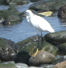 Egretta garzetta