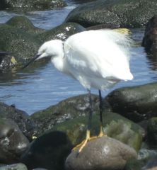 Egretta garzetta